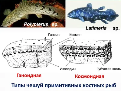 Костные рыбы: признаки, строение, размножение, питание, представители