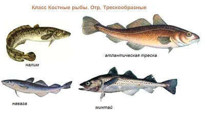 Кровеносная система рыб картинка