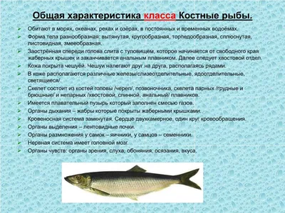 PPT - Класс Osteichthyes – Костные рыбы PowerPoint Presentation - ID:4080048