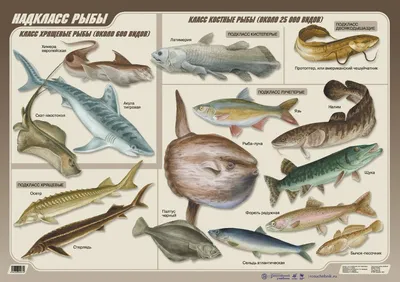Палеозой: эпоха рыб