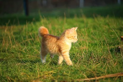 Что нужно для котенка в доме 🐈, список покупок в квартиру