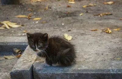 милый маленький оранжевый котенок смотрит в камеру, милые картинки котят  фон картинки и Фото для бесплатной загрузки