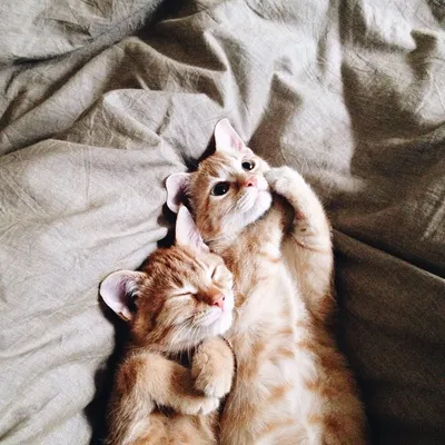 Pin by Taosilly on братья наши меньшие | Pretty cats, Cute cats, Cat love