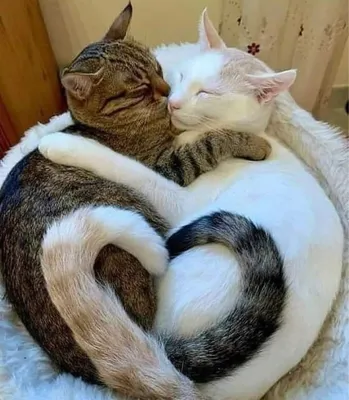 два кота обнимаются｜TikTok Search