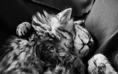 Два жирные котика обнимаются» — создано в Шедевруме