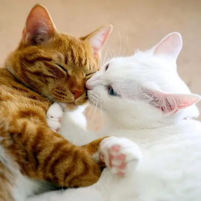 милые коты обнимаются｜Búsqueda de TikTok