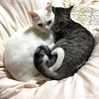 Картинка кошка Пушистый обнимаются Животные