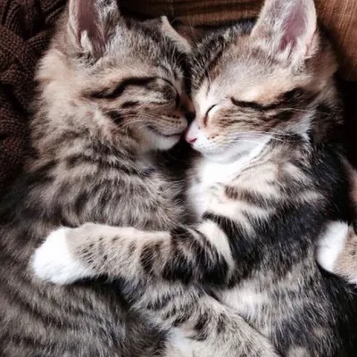 Котики обнимаются | Пикабу