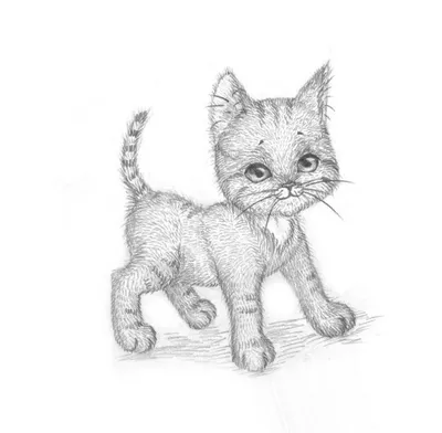 Легкие рисунки котики для начинающих (48 фото) » рисунки для срисовки на  Газ-квас.ком