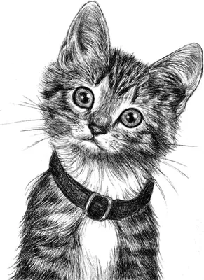кошки для срисовки | Карандаш, Кошки, Раскраски