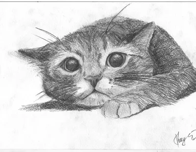 Коты рисунки для срисовки легкие - 88 фото