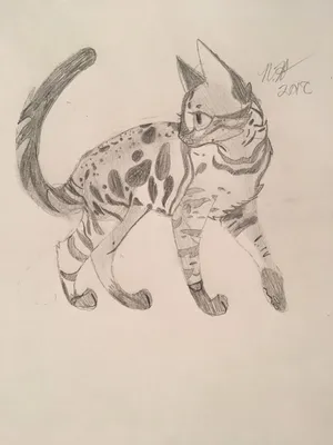 Легкий рисунок для срисовки кота - 33 фото