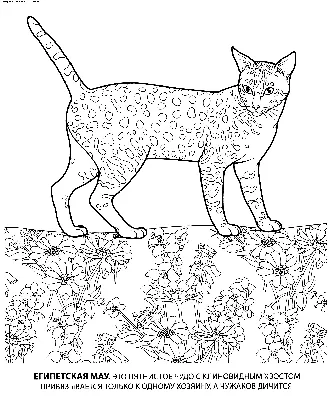 Рисунок сидящий кот карандашом - 61 фото