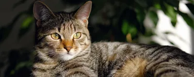 15 смешных фото, на которых запечатлены яркие эмоции котов | TravelAsk |  Дзен