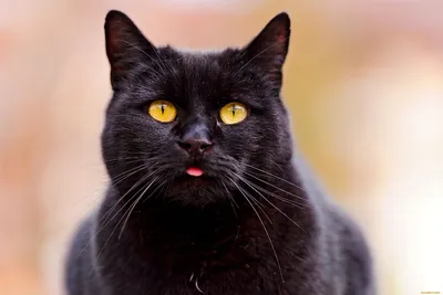 Грузинские коты порода (30 фото) | Котята, Мемы про котов, Собаки