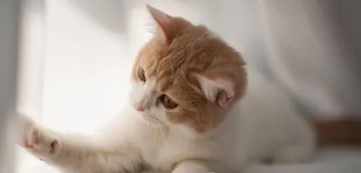 Депрессия у кошек - симптомы и причины | Новости РБК Украина