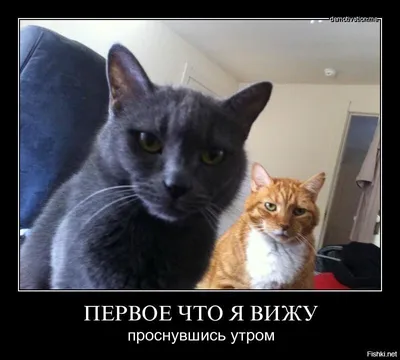 Открытка \"С днем рождения! Коты\" – купить в магазине 'ПозитивОпт', Ульяновск