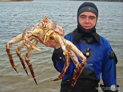 Краб Камчатский живой - КУПИТЬ в СПб с доставкой