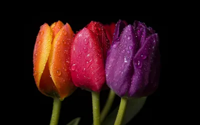 Фотокартина - красивые тюльпаны