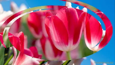 Наступает время сажать самые красивые тюльпаны под зиму