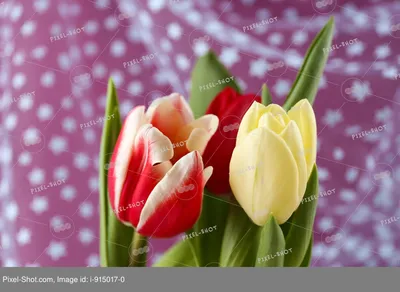 Самые красивые тюльпаны на поле» — создано в Шедевруме
