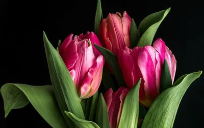 Красивые картинки с тюльпанами (36 фото)