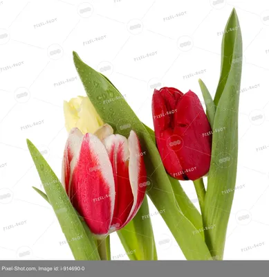 Сорта тюльпанов: фото и названия, виды, какие бывают, все самые разные,  лучшие, красивые разновидности