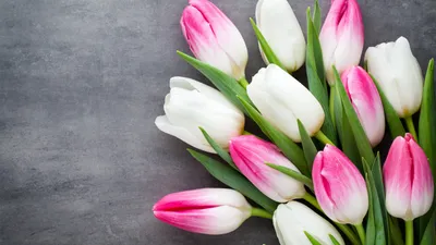 Красивые тюльпаны на розовом фоне :: Стоковая фотография :: Pixel-Shot  Studio