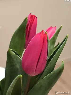 Красивые цветы тюльпаны (73 фото) »