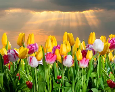 Тюльпаны - красивые цветы Stock Photo | Adobe Stock