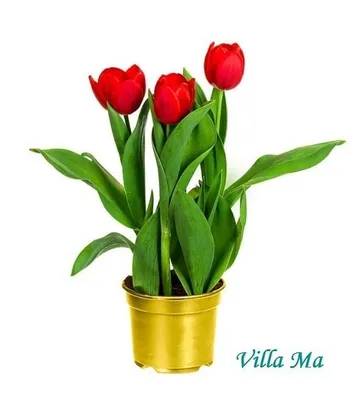 Красивые тюльпаны на цветном фоне :: Стоковая фотография :: Pixel-Shot  Studio