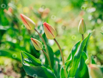 Красивые тюльпаны картинки - 64 фото