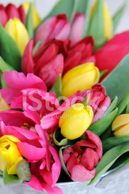 Красивые Тюльпаны Стоковые Фотографии | FreeImages