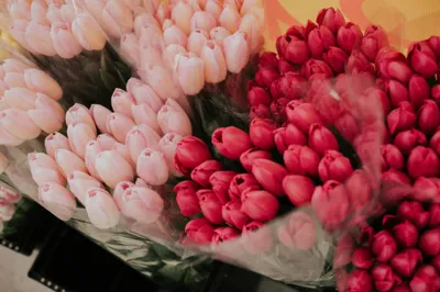 Тюльпаны в горшке купить Минск, желтые тюльпаны махровые живой букет с  доставкой, красивые тюльпаны на 8марта купить с доставкой , голландские  тюльпаны в кашпо растут любые расцветки по интернету