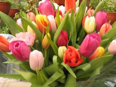 Pin de Леди Ди em 8 марта | Flores bonitas, Decoração com flores, Flores  fotografia