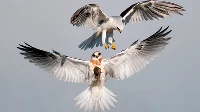Красивые картинки птиц - 77 фото