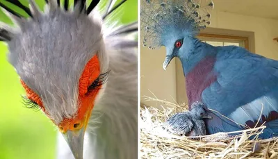 13 самых необыкновенных и красивых птиц в мире, о которых вы не знали
