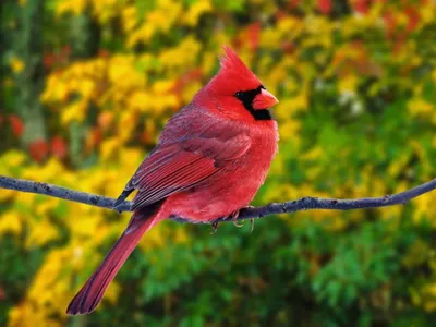 Певчая красота:10 самых красивых птиц мира