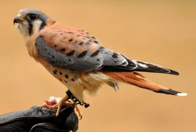 Десять самых красивых птиц в мире - ЯПлакалъ