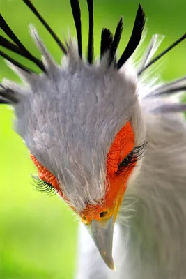 Красивый птиц | Пикабу