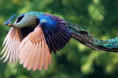 В Днепре заметили семейство необычайно красивых птиц (Фото). Новости Днепра