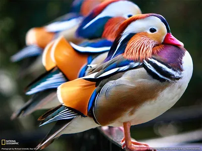 Самые красивые птицы.
