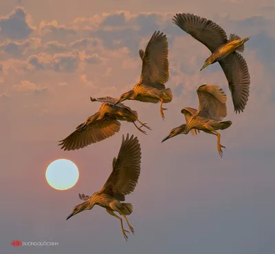 25 уникальных и невероятно красивых птиц мира | Филиппинский орёл, Смешные  морды животных, Портрет