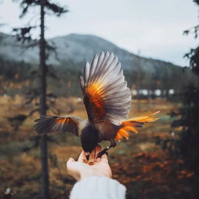 Удивительные снимки птиц делает фотограф-самоучка из Петропавловска -  05.04.2022, Sputnik Казахстан
