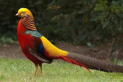 Самые красивые птицы (Топ-25)