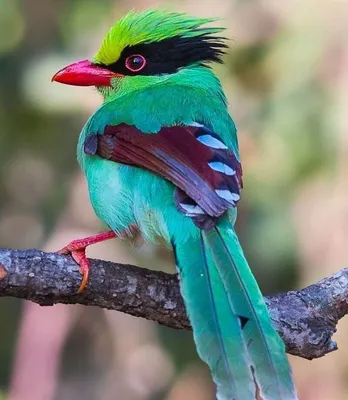 Певчая красота:10 самых красивых птиц мира | Актуально | Заря над Неманом