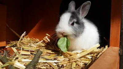 Декоративные кролики: как ухаживать, содержать, кормить ушастого питомца
