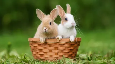 Биологи объяснили, почему кролики прыгают | Ямал-Медиа