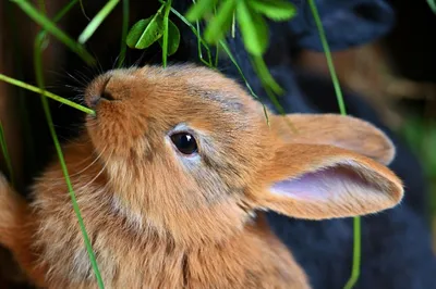 Наиболее распространенные заразные болезни кроликов и их лечение —  avamarket.com.ua