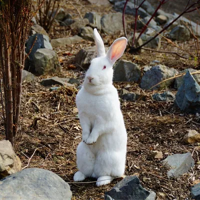 Кролик — Зоопарк Садгород